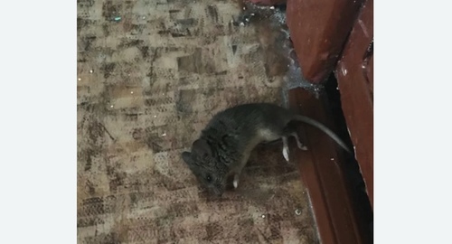 Дезинфекция от мышей в Покровское-Стрешнево города Москвы